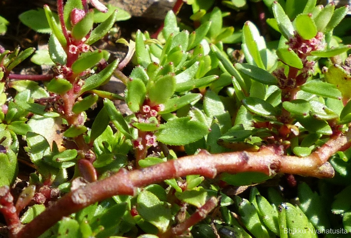 Laurembergia coccinea (Blume)